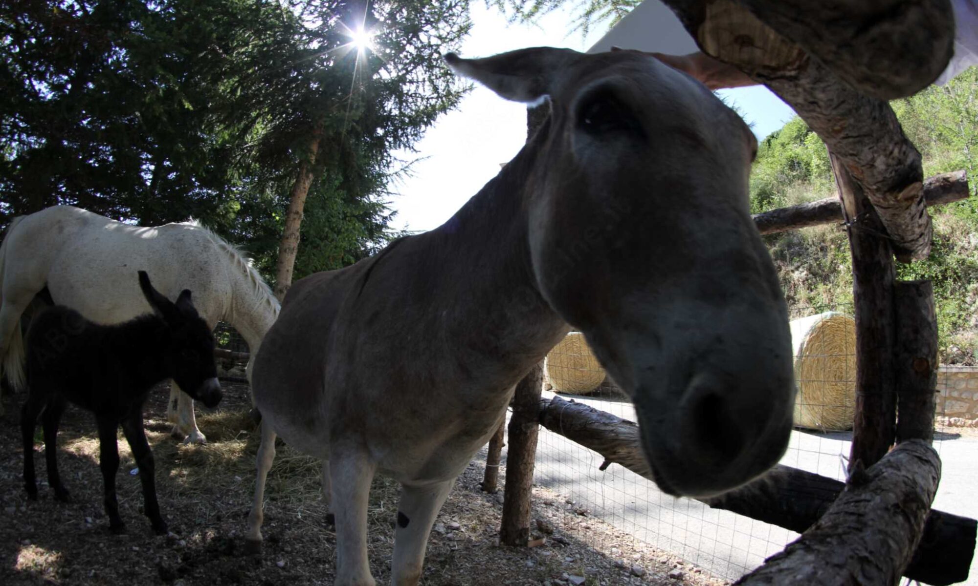 Un weekend di escursioni a cavallo e montagne